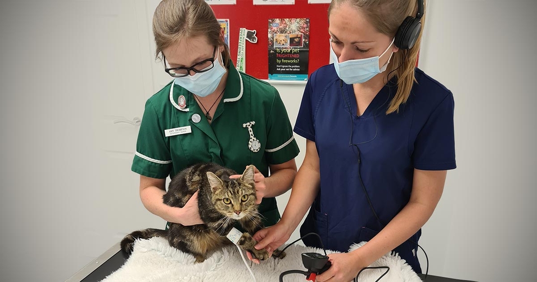 Campaign urges vet professionals to take feline blood pressure