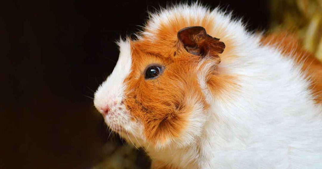 Common conditions of guinea pigs – part 1