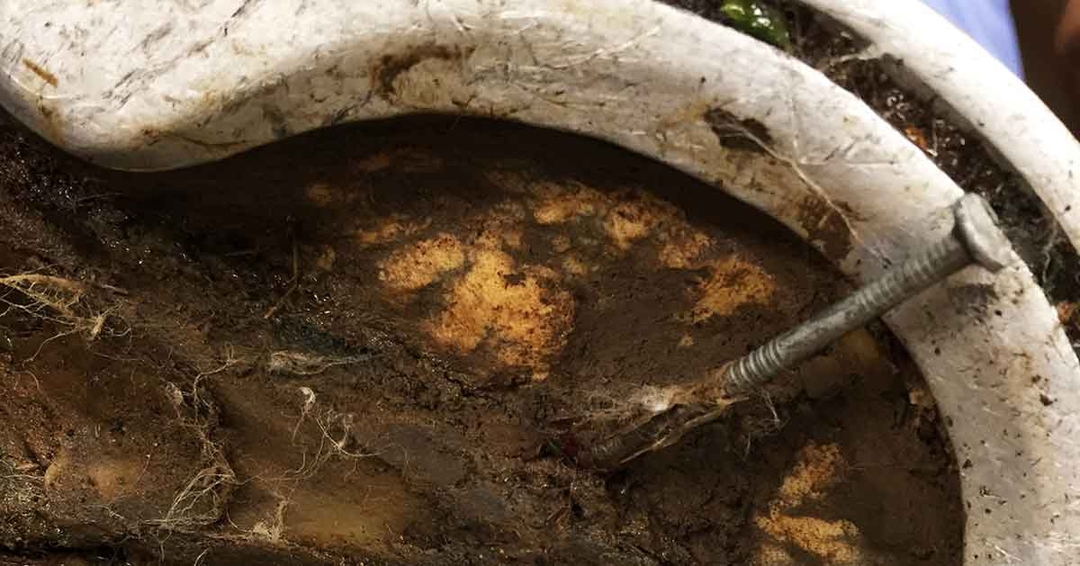 Lameness: types, investigation challenges and predisposition