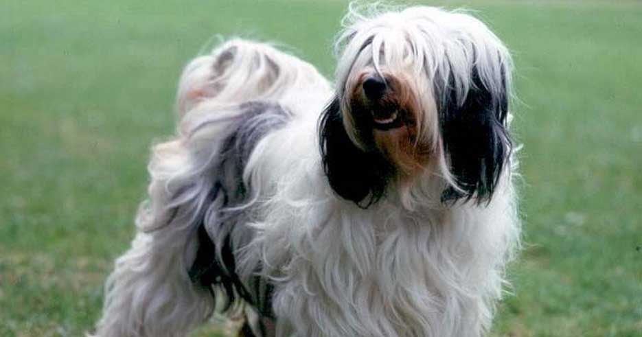 The Kennel Club launches scheme for pituitary dwarfism in Tibetan terriers