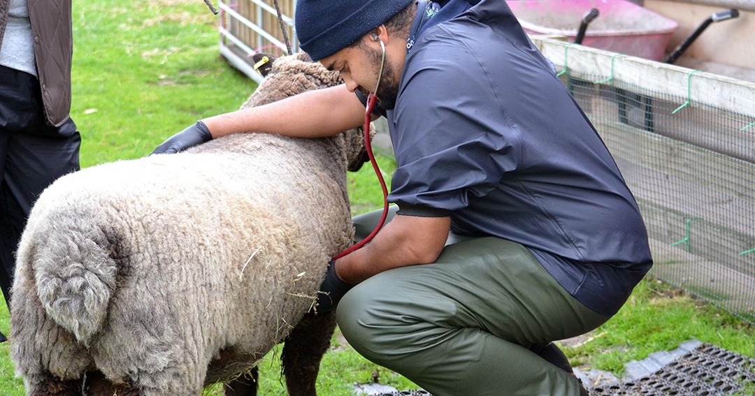 Farm vet practices collaborate on sheep breeder service
