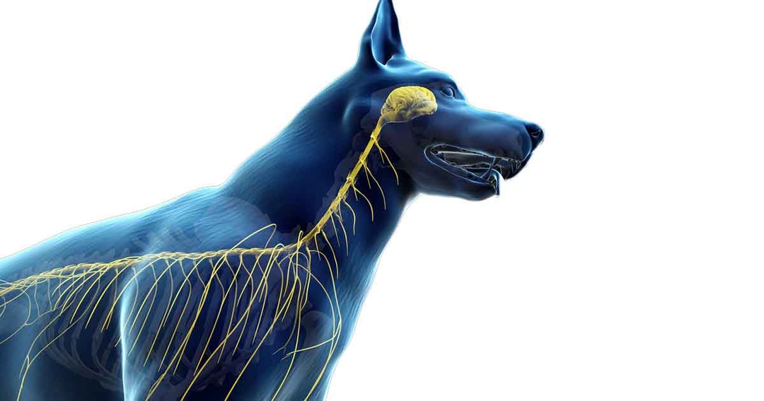 Neurological disorders in dogs affecting the CNS