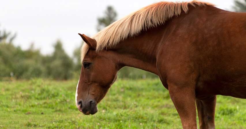 Pandemic reveals need for equine obesity and laminitis guidance