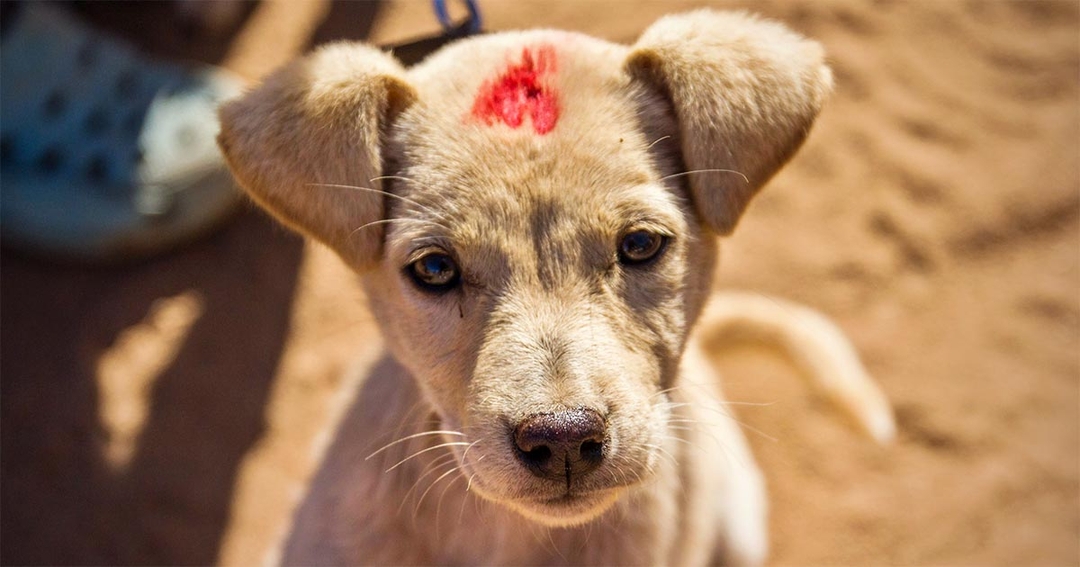 World Rabies Day: Surrey Vet School announces new research collaboration
