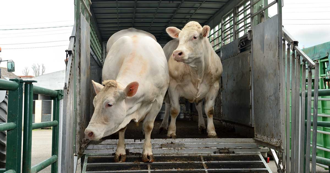 Farm animal transportation change welcomed by sectors