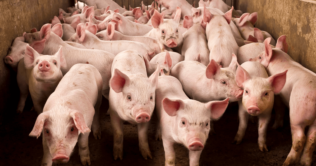 Calls for pig sector to act on move away from zinc oxide use