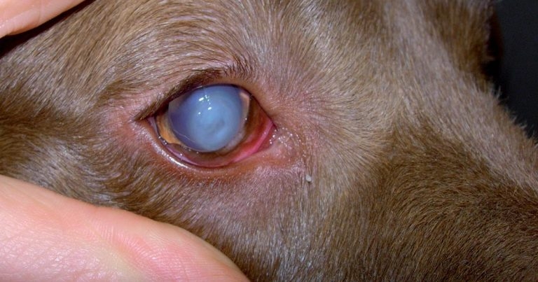 Managing melting eye ulcers