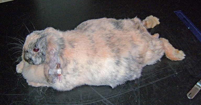 Managing GI stasis in rabbits