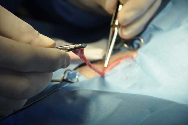 Spay Academy Spain professional neutering course