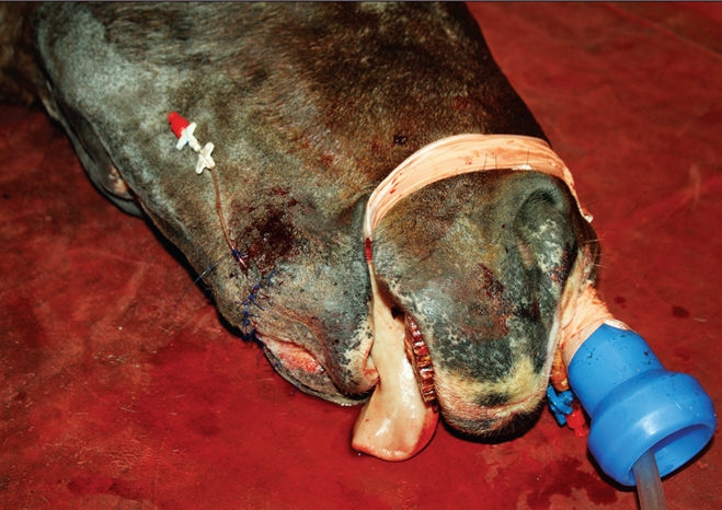 Pain management in horses