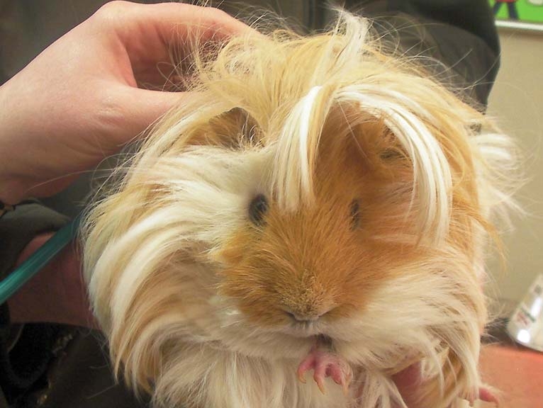 Care and common ailments of small exotic mammals