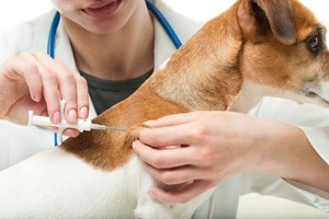 Not microchipping is not an offence