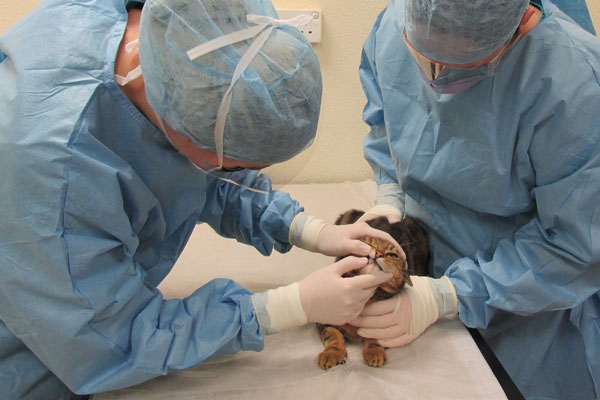 Online course to help practice staff master infection control