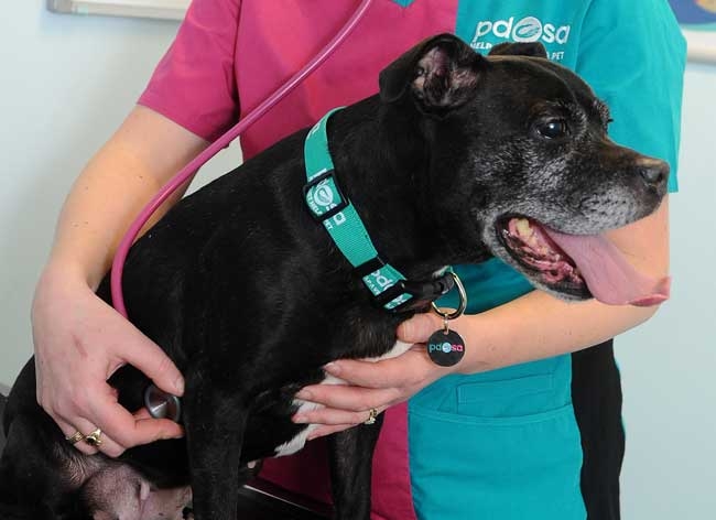 Free pet MOT workshops for vets and VNs