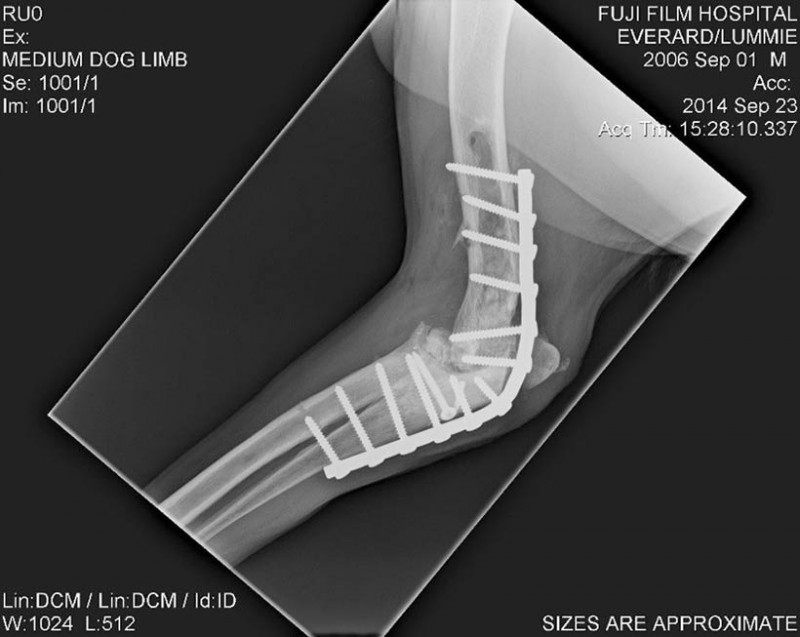 Joint pain in dogs related to osteoarthritis – part 3