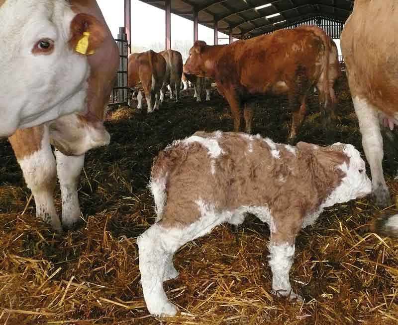 Structured approaches to managing and preventing BVD