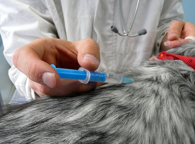 WSAVA group updates vaccination guidelines for cats and dogs