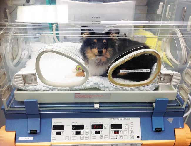 Anaesthesia and induction in neonatal companion animals