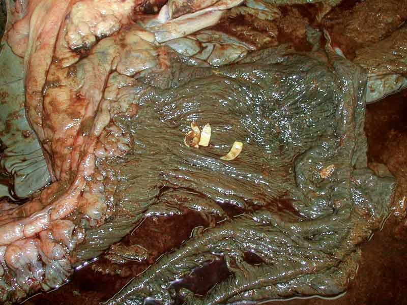 Worm control measures: working with clients on effective protocols