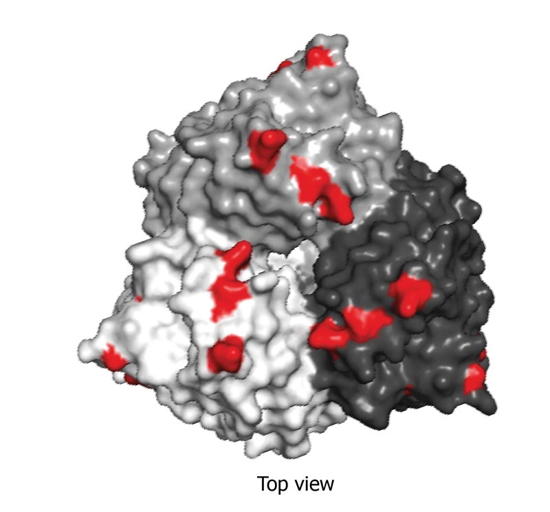 Equine influenza – prevention, treatment and role of surveillance