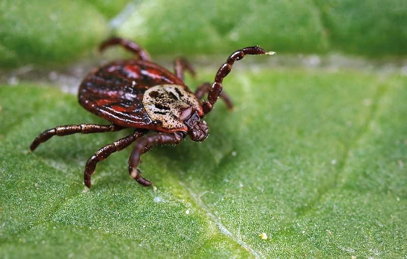 Canine babesiosis: introduction to a potential new disease threat