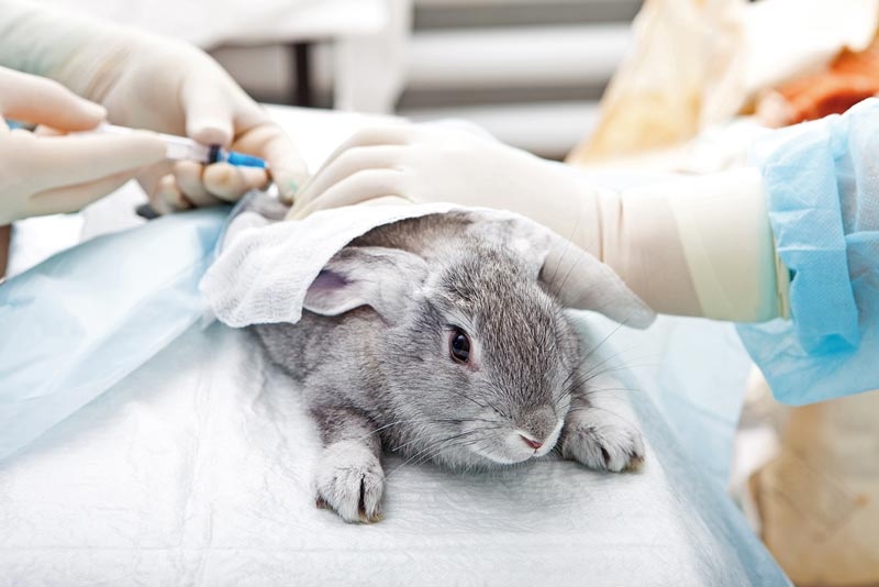 Pharmacokinetics of meloxicam in rabbit, bird and reptile species