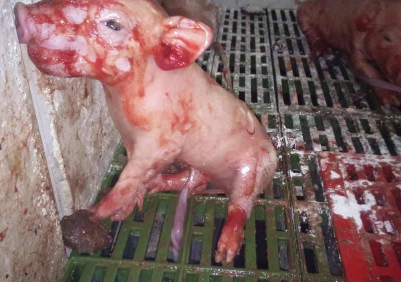 Reducing piglet neonatal mortality