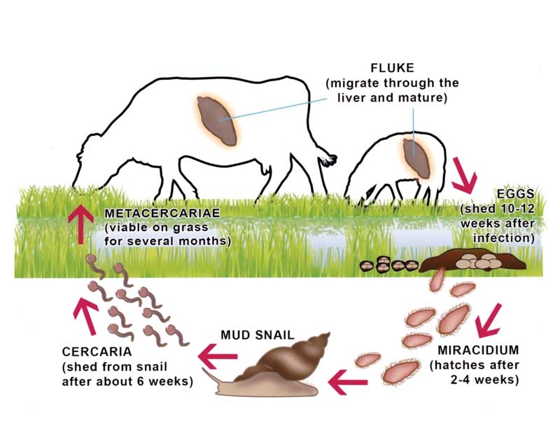 Liver fluke: latest guidance on treatment in cattle and sheep