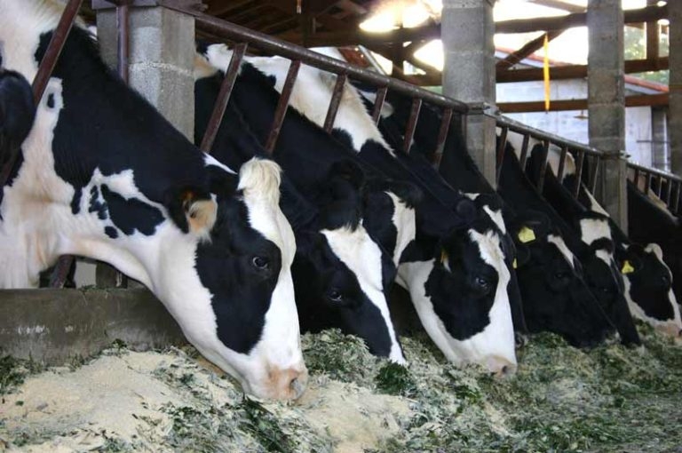 If use of antibiotics is normal in husbandry, something is wrong