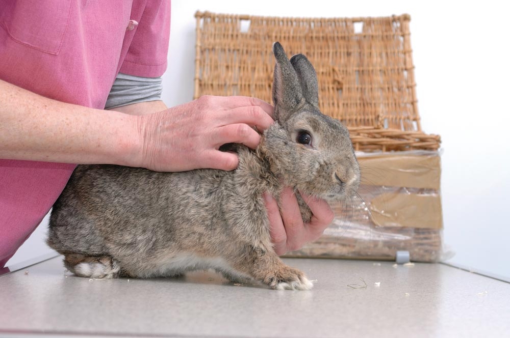 Rabbit medicine: latest research on prognostic indicators
