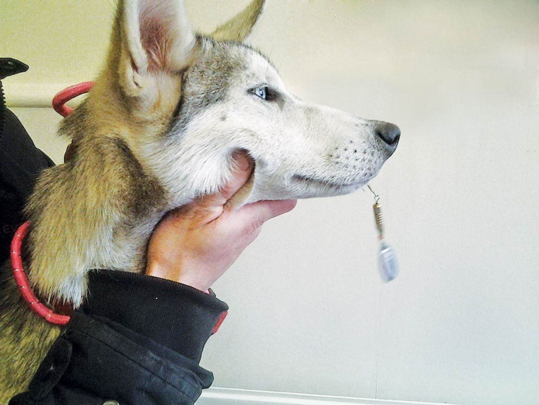 Case study: fish hook and dog dangers