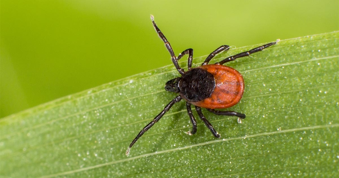 Tackle ticks: the changing face of canine tick-borne disease