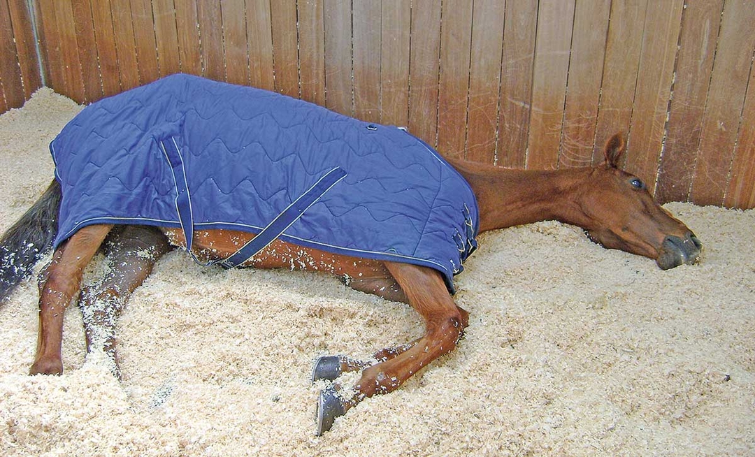 Colic: medical treatment and management in horses