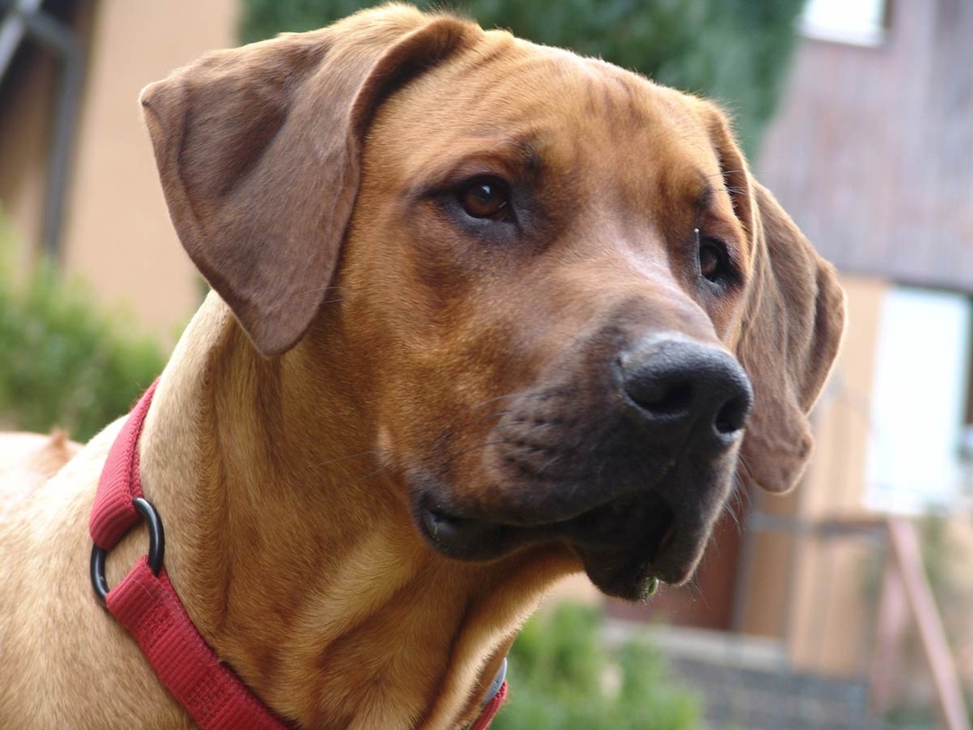 Studies into canine conditions