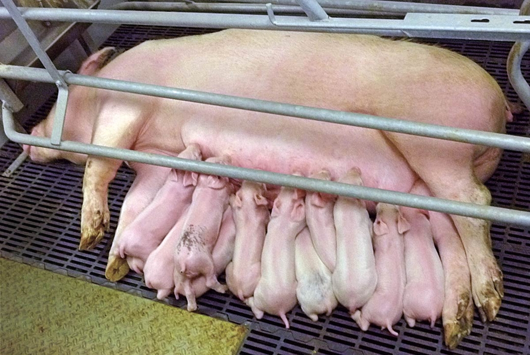 Health and welfare of pigs before and after weaning