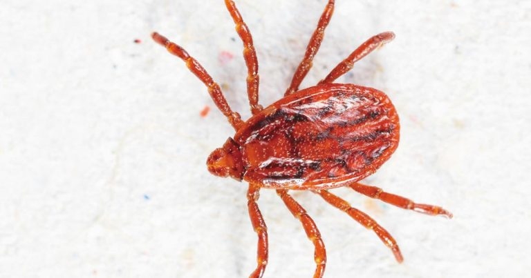 Tackle ticks: Canine rickettsial disease