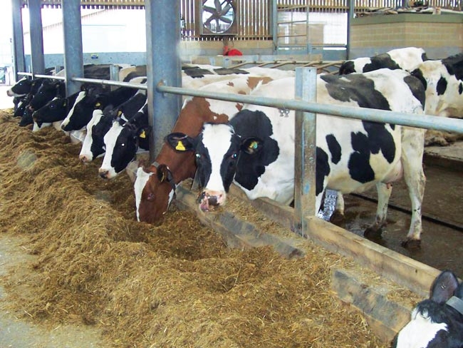 Managing pre-calving dairy cows: nutrition, housing and parasites