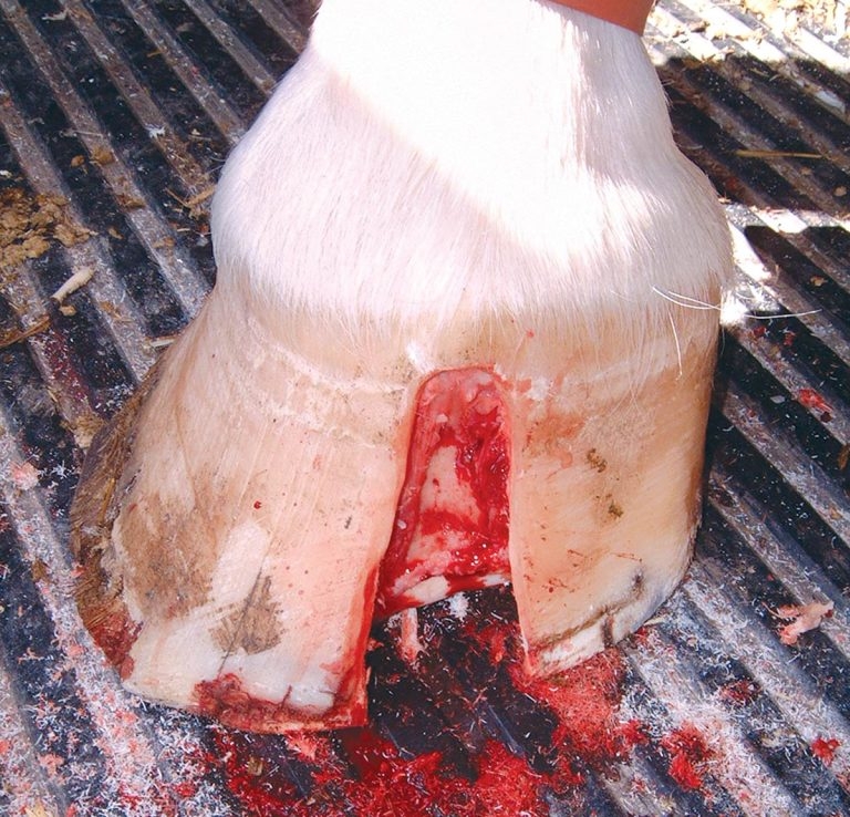 How to best work with farriers