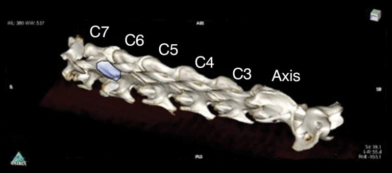 Equine lameness: exploring conditions’ underlying neurological causes