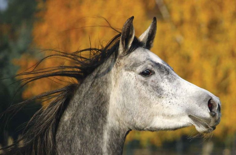 Diagnosing equine endometritis