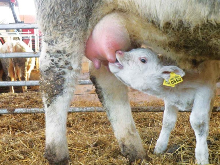 Infectious bovine rhinotracheitis: causes, signs and control options