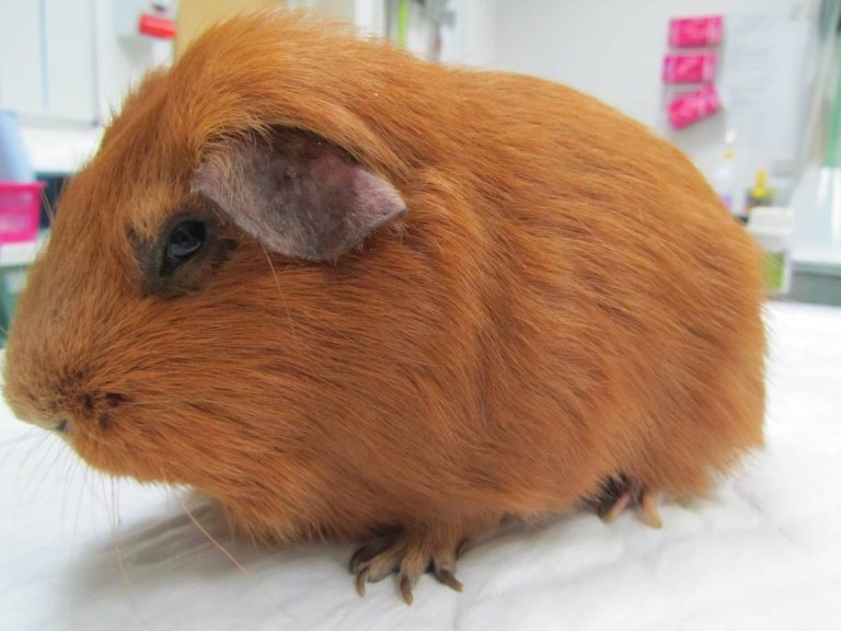 Urolithiasis in guinea pigs