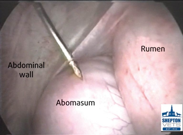 Abdominal emergencies in cattle: clinical signs, diagnosis and treatment strategies