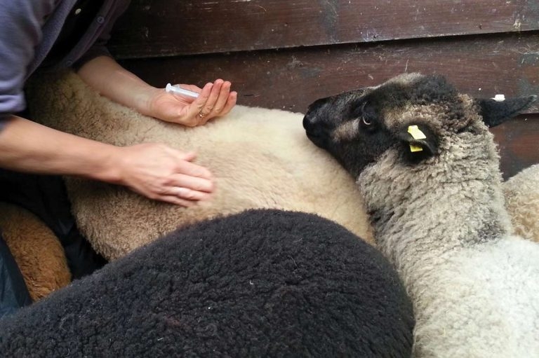 Sheep vaccinations: latest research and farmer communication