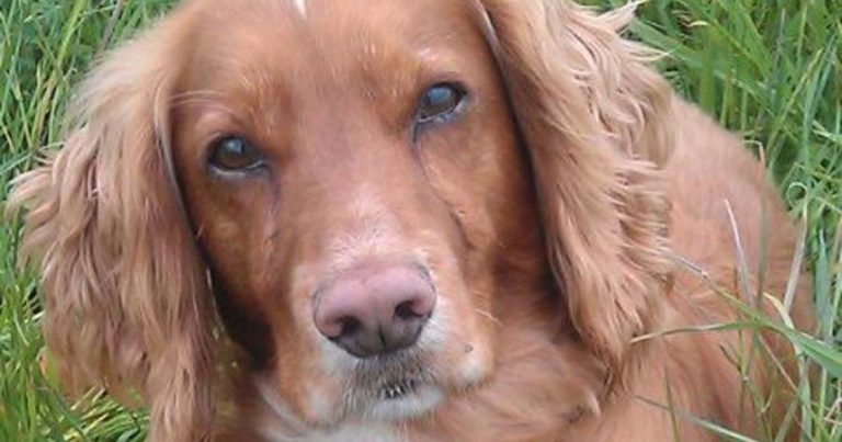 Investigations of seizures and hyperglobulinaemia in a spaniel