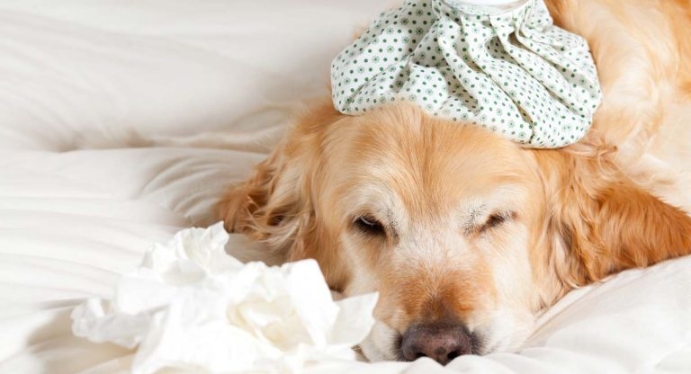 Canine influenza – a case series