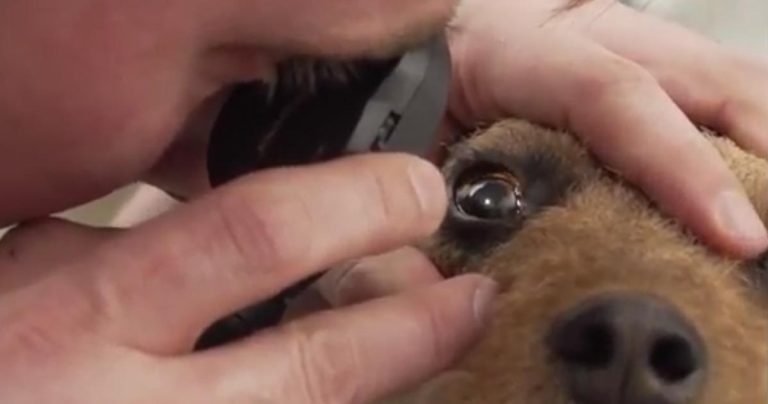 VIDEO TWO: ‘Back to Basics’ Ophthalmology CPD