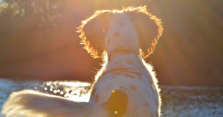 A flexible, reversible alternative to surgical castration