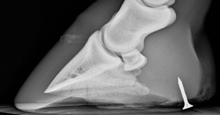 Imaging advice for equine orthopaedic emergencies