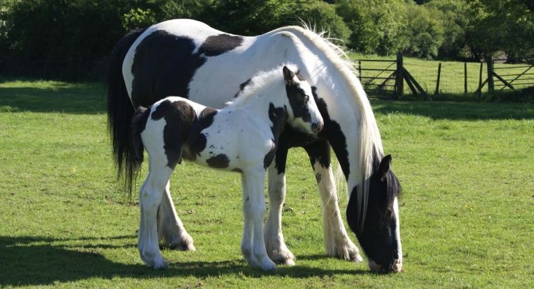 Advances in equine genetics